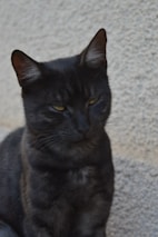 A black cat with a sleek coat and piercing yellow eyes is looking intently in a specific direction. The cat's fur appears smooth and the ears are upright, conveying alertness. It is positioned against a textured gray background that contrasts with the dark fur.