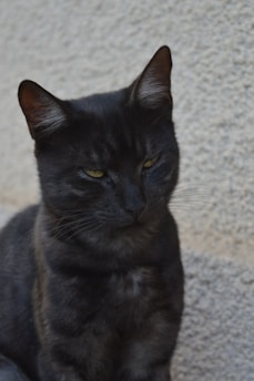 A black cat with a sleek coat and piercing yellow eyes is looking intently in a specific direction. The cat's fur appears smooth and the ears are upright, conveying alertness. It is positioned against a textured gray background that contrasts with the dark fur.