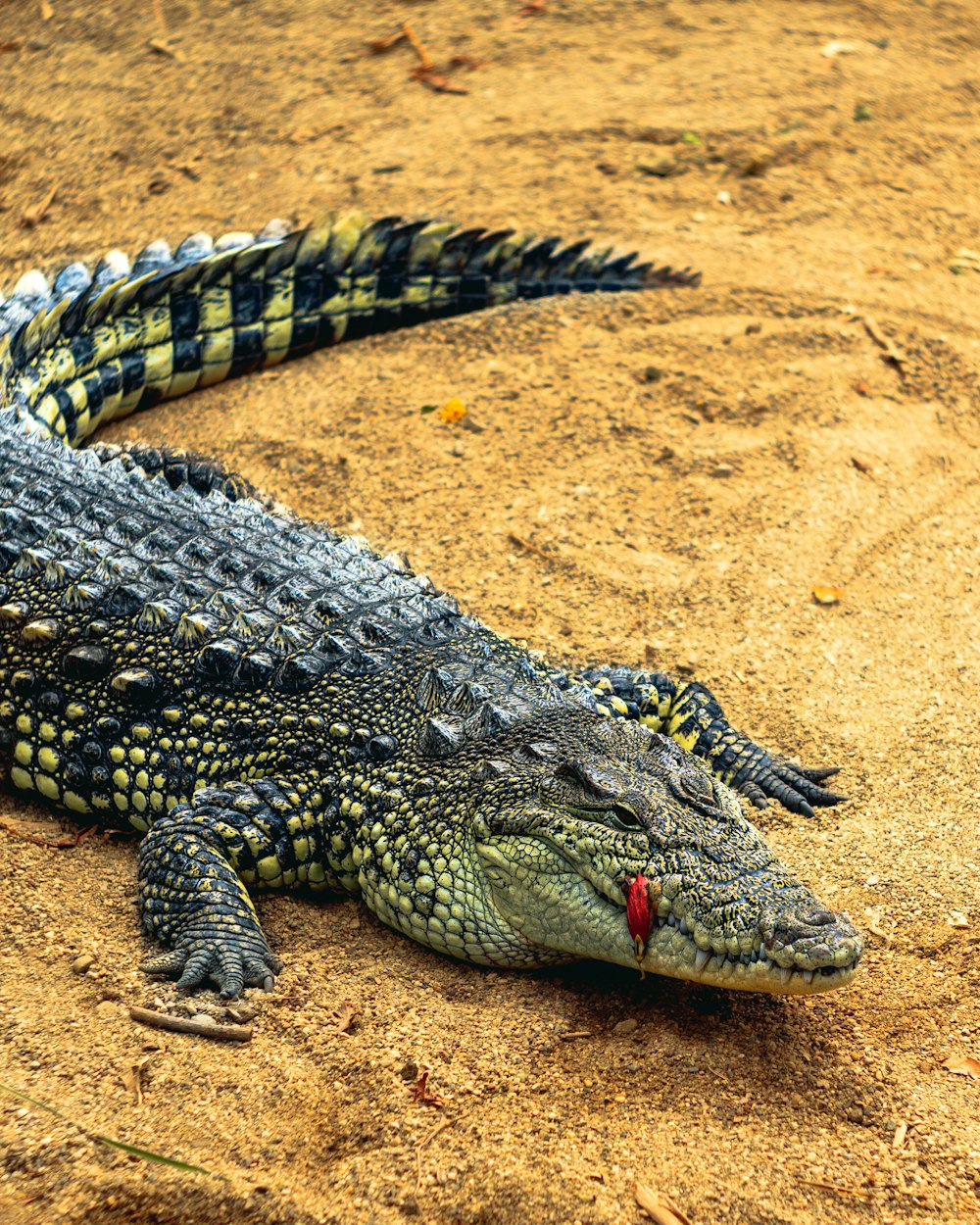 a large alligator laying on top of a sandy ground