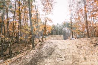 a dirt road in the middle of a forest