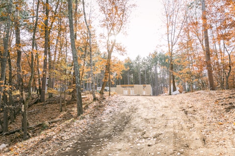 a dirt road in the middle of a forest