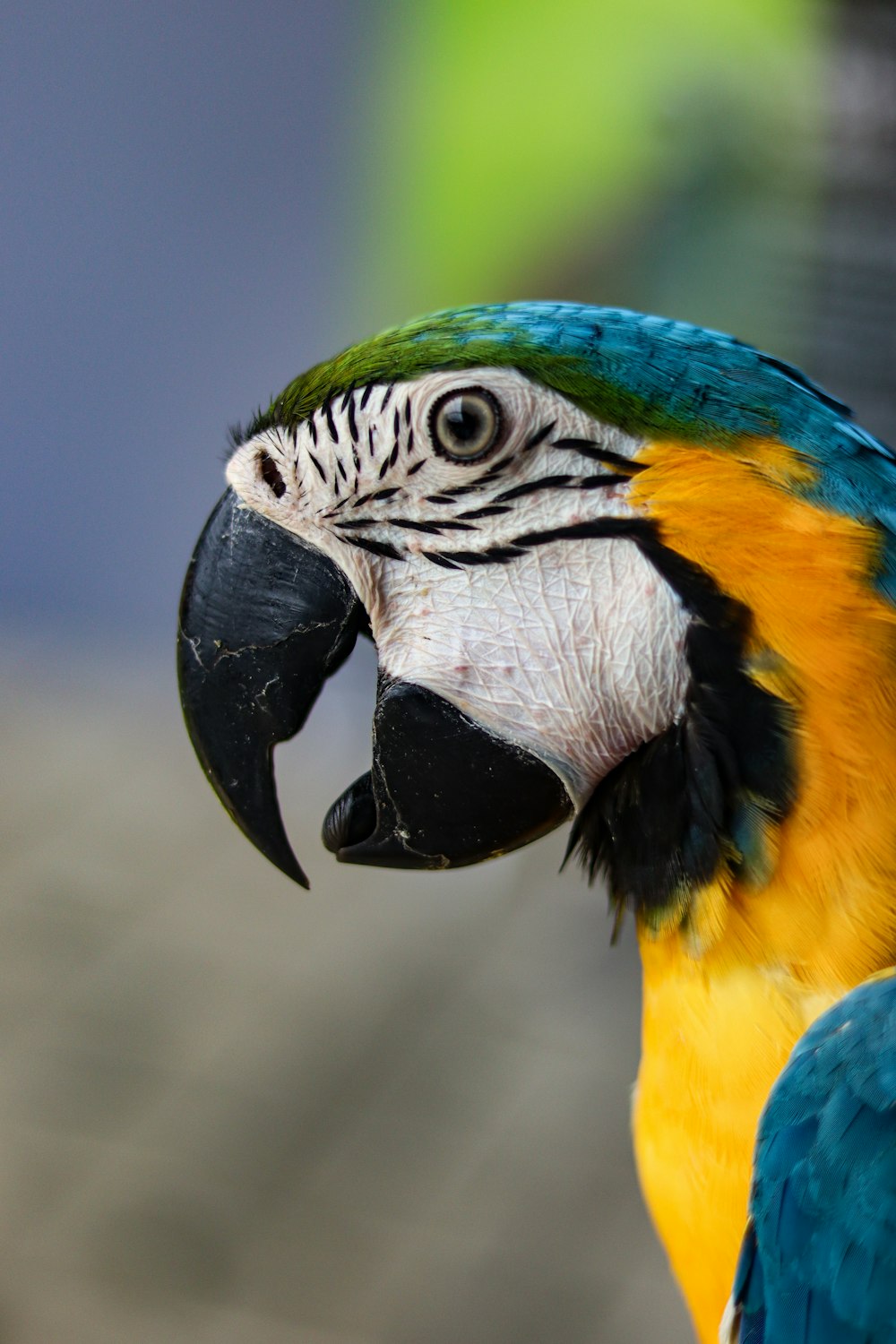 a close up of a blue and yellow parrot