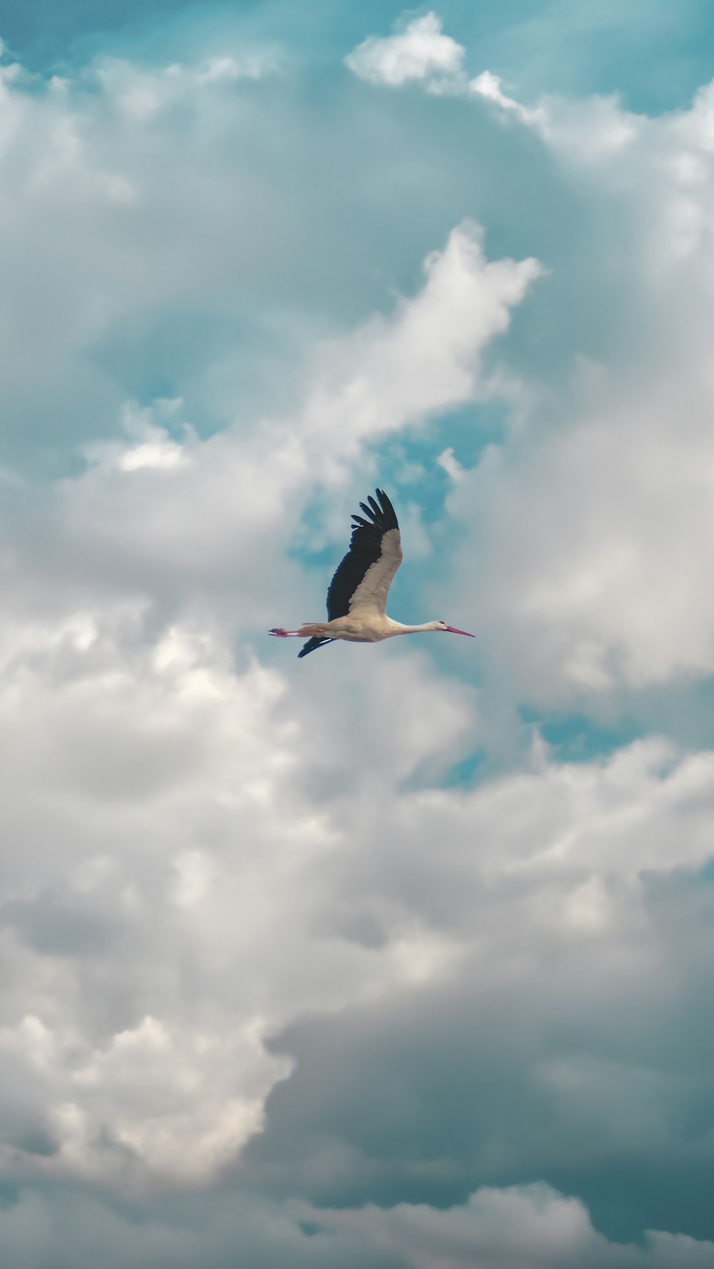 a large bird flying through a cloudy sky