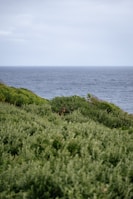 A lush green landscape with dense bushes in the foreground and a serene ocean stretching to the horizon in the background. A kangaroo stands partially hidden among the bushes.