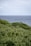 A lush green landscape with dense bushes in the foreground and a serene ocean stretching to the horizon in the background. A kangaroo stands partially hidden among the bushes.