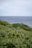 A lush green landscape with dense bushes in the foreground and a serene ocean stretching to the horizon in the background. A kangaroo stands partially hidden among the bushes.