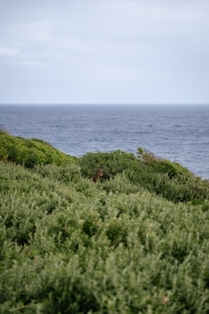 A lush green landscape with dense bushes in the foreground and a serene ocean stretching to the horizon in the background. A kangaroo stands partially hidden among the bushes.