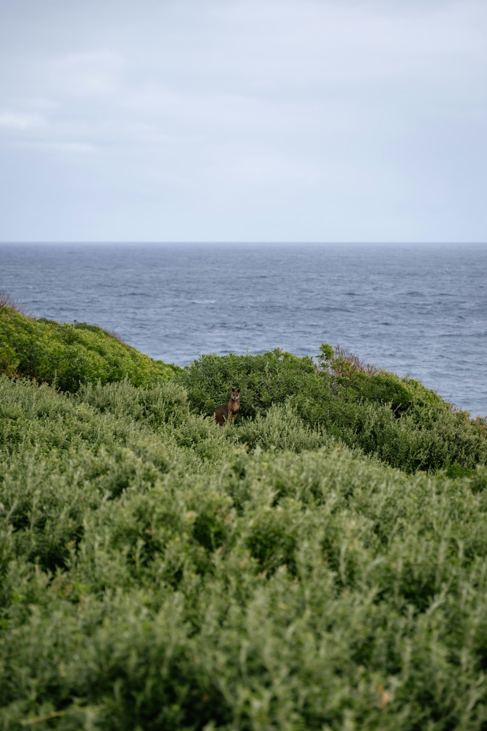 a couple of sheep standing on top of a lush green hillside