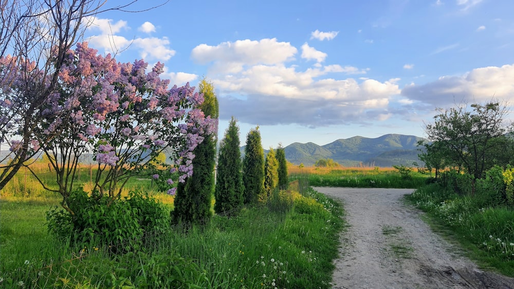 a dirt road surrounded by trees and flowers