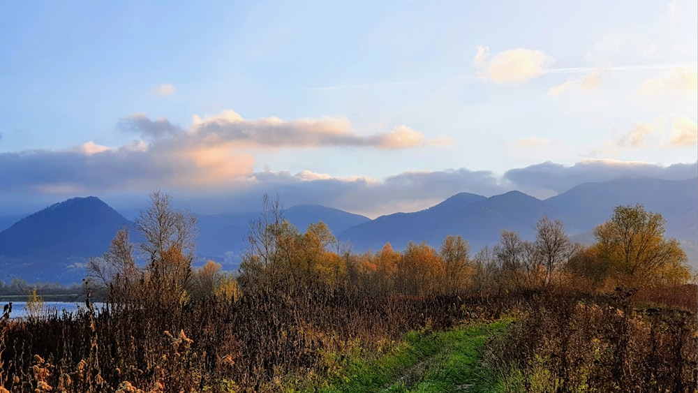 a grassy path in the middle of a field with mountains in the background