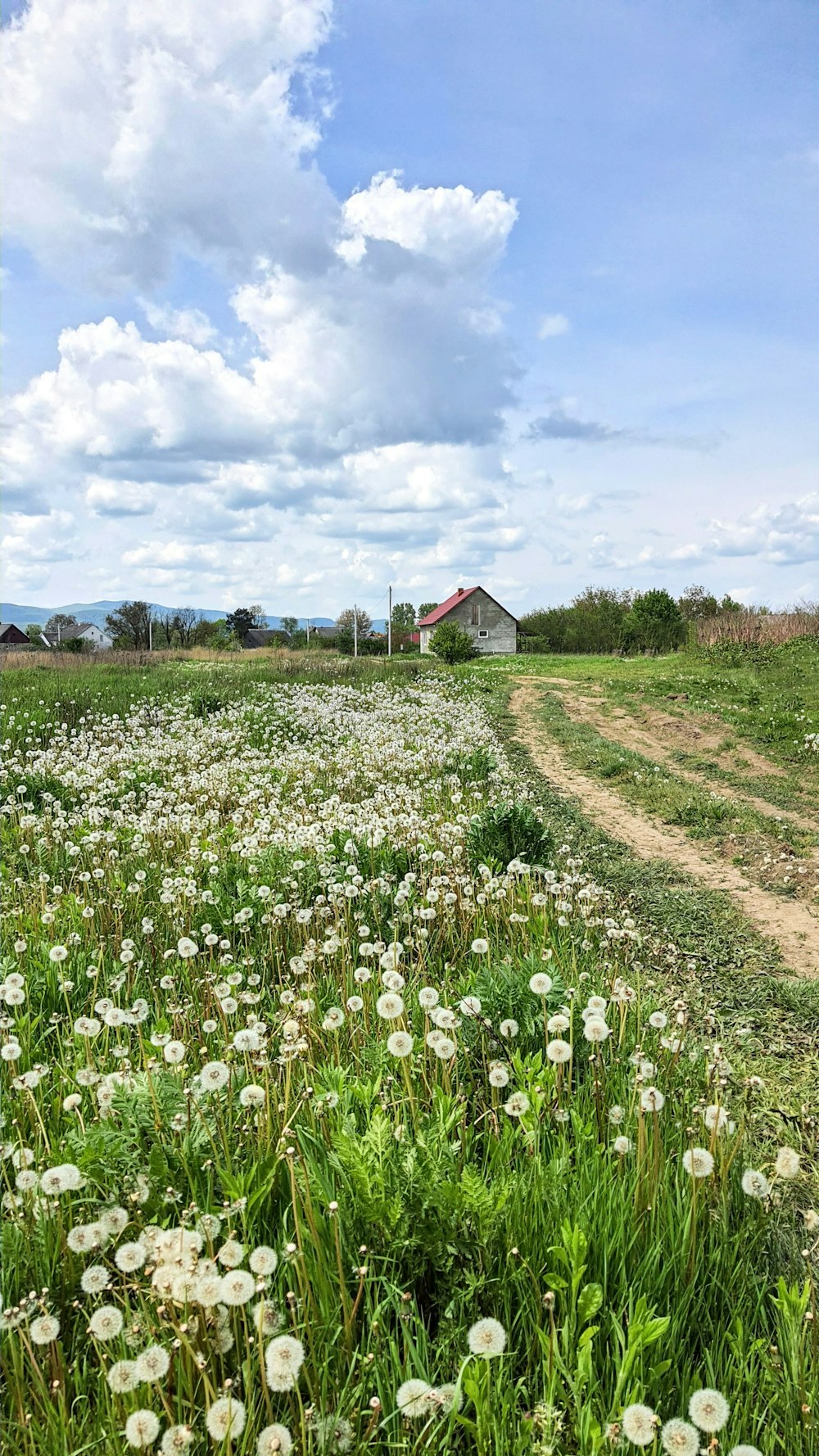 a field of flowers and a dirt road