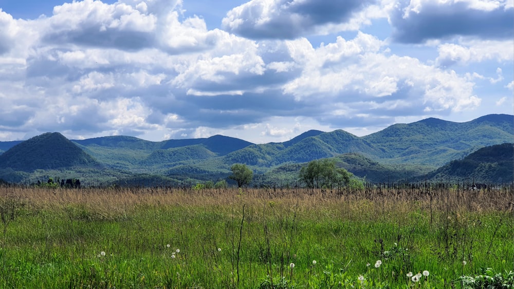 a grassy field with mountains in the background