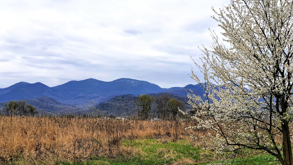 a field with a tree in the foreground and mountains in the background