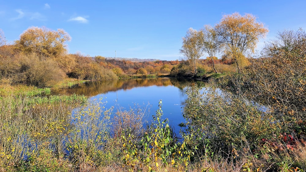 a small lake surrounded by trees and grass