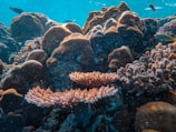 An underwater scene features a diverse coral reef with various coral structures, including branching and massive forms. Several small fish are swimming around, adding to the vibrant ecosystem beneath the clear blue water.
