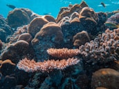 An underwater scene features a diverse coral reef with various coral structures, including branching and massive forms. Several small fish are swimming around, adding to the vibrant ecosystem beneath the clear blue water.