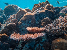 An underwater scene features a diverse coral reef with various coral structures, including branching and massive forms. Several small fish are swimming around, adding to the vibrant ecosystem beneath the clear blue water.