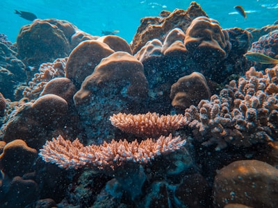 An underwater scene features a diverse coral reef with various coral structures, including branching and massive forms. Several small fish are swimming around, adding to the vibrant ecosystem beneath the clear blue water.