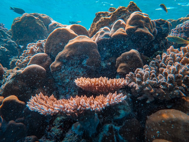 Underwater drone filming a coral reef ecosystem.