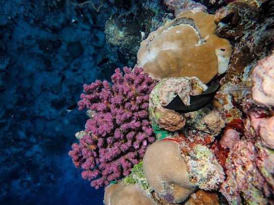 Vibrant coral reef with a variety of corals, including pink, brown, and beige formations, surrounded by clear blue water. A black and white fish swims near the coral, adding to the dynamic underwater scene.