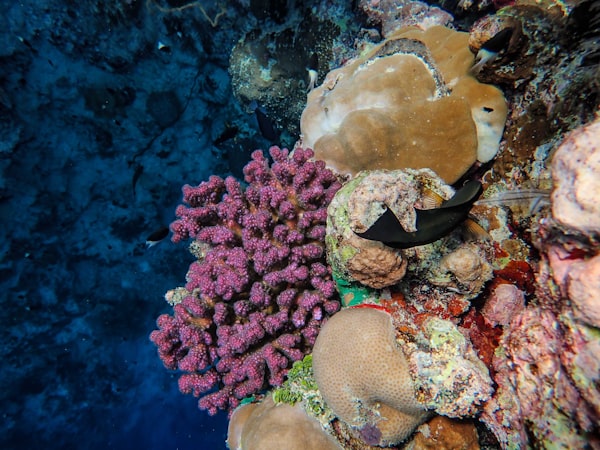 澄んだ海に広がるサンゴ礁