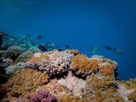 A vibrant underwater scene features a colorful coral reef teeming with various corals and marine life. Numerous fish, including some with distinctive black and yellow stripes, swim around the corals. The deep blue color of the water provides a serene backdrop, enhancing the visibility of the coral and the fish.