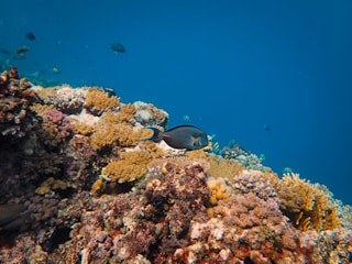 A vividly colored coral reef is teeming with life. Various species of coral create a diverse and textured landscape, exhibiting shades of yellow, pink, brown, and green. A prominent fish, dark with blue and orange markings, swims near the center, while several smaller fish with yellow and black stripes are visible in the background. The clear, blue water provides a serene backdrop.
