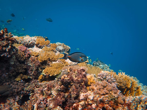 A vividly colored coral reef is teeming with life. Various species of coral create a diverse and textured landscape, exhibiting shades of yellow, pink, brown, and green. A prominent fish, dark with blue and orange markings, swims near the center, while several smaller fish with yellow and black stripes are visible in the background. The clear, blue water provides a serene backdrop.