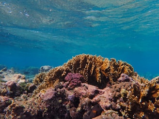 A vibrant underwater scene featuring a colorful coral reef with various types of coral and aquatic life. The water is clear and blue, allowing for a detailed view of the diverse marine ecosystem. Sunlight filters through the water, illuminating the corals and creating a serene and mesmerizing atmosphere.