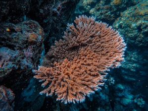A vibrant coral formation with branching structures is surrounded by deep blue ocean water and various rocks and marine life. The coral appears healthy and well-formed with a complex texture.