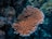 A vibrant coral formation with branching structures is surrounded by deep blue ocean water and various rocks and marine life. The coral appears healthy and well-formed with a complex texture.