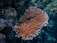 A vibrant coral formation with branching structures is surrounded by deep blue ocean water and various rocks and marine life. The coral appears healthy and well-formed with a complex texture.