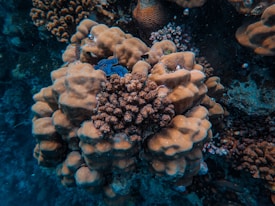 A vibrant underwater coral reef with a variety of hard coral formations. The coral is composed of large, bulbous structures and smaller intricate designs, exhibiting diverse textures and patterns. The setting is deep underwater with a dim light, enhancing the natural beauty of the sea life.