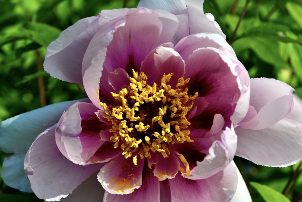 a close up of a pink flower with green leaves in the background