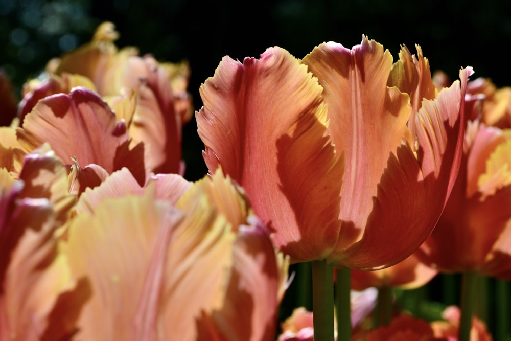 a group of pink and yellow flowers in a field