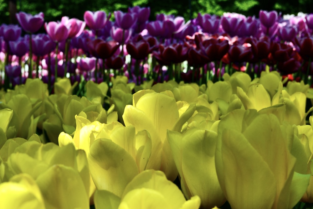 a field full of purple and yellow tulips