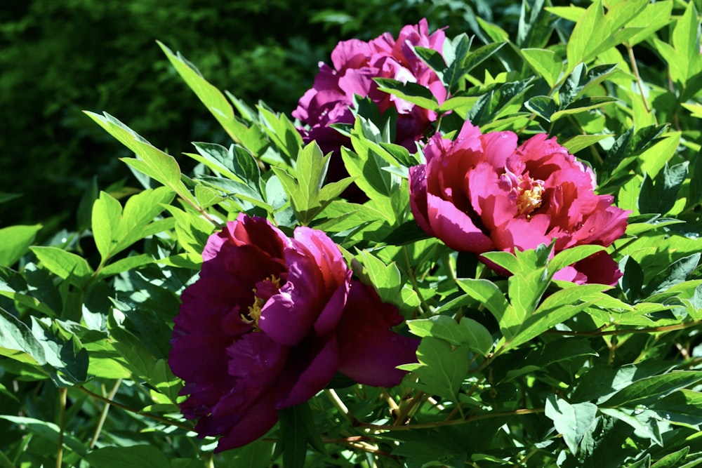 a bunch of flowers that are in the grass