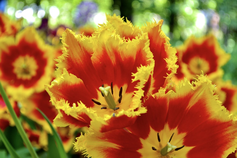 un bouquet de fleurs rouges et jaunes dans un champ