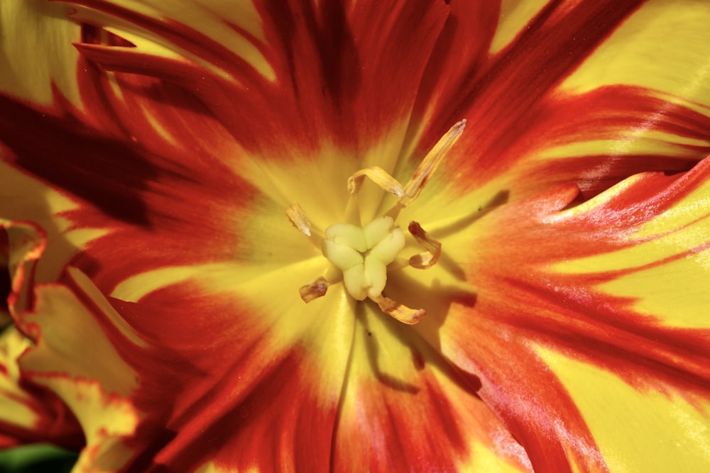 a close up of a red and yellow flower