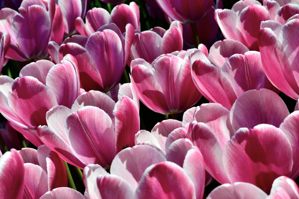 a large group of pink and white tulips