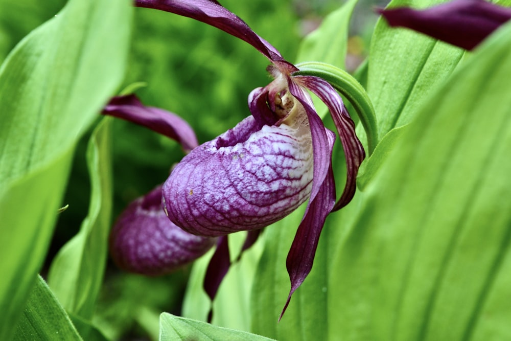 a close up of a purple flower on a plant