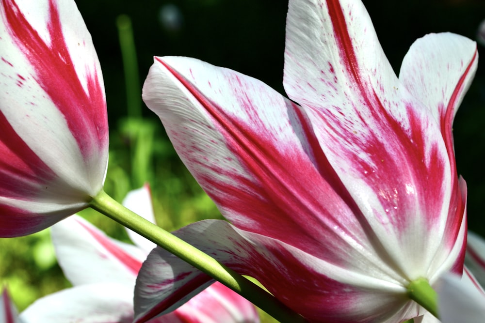 a close up of a pink and white flower