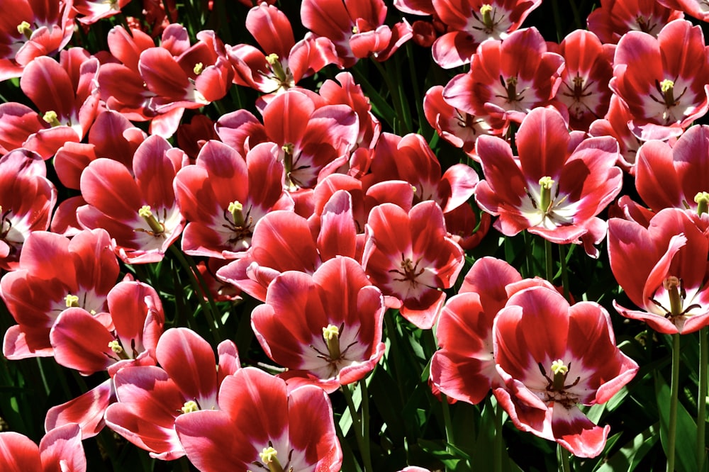 a bunch of red and white flowers in a field