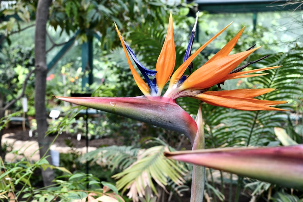a bird of paradise flower in a tropical garden