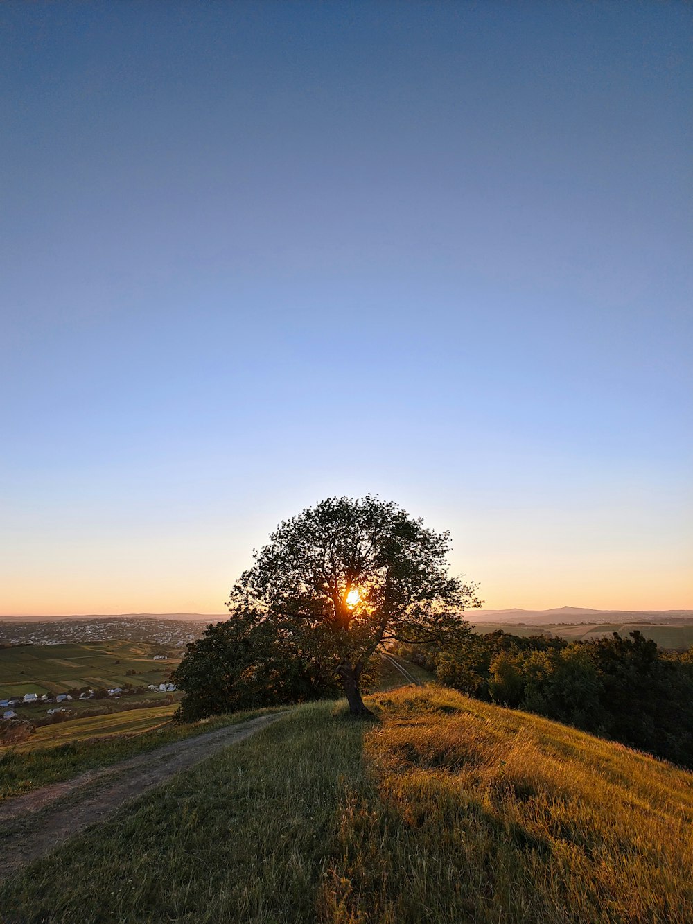 a tree on a hill with the sun setting in the background