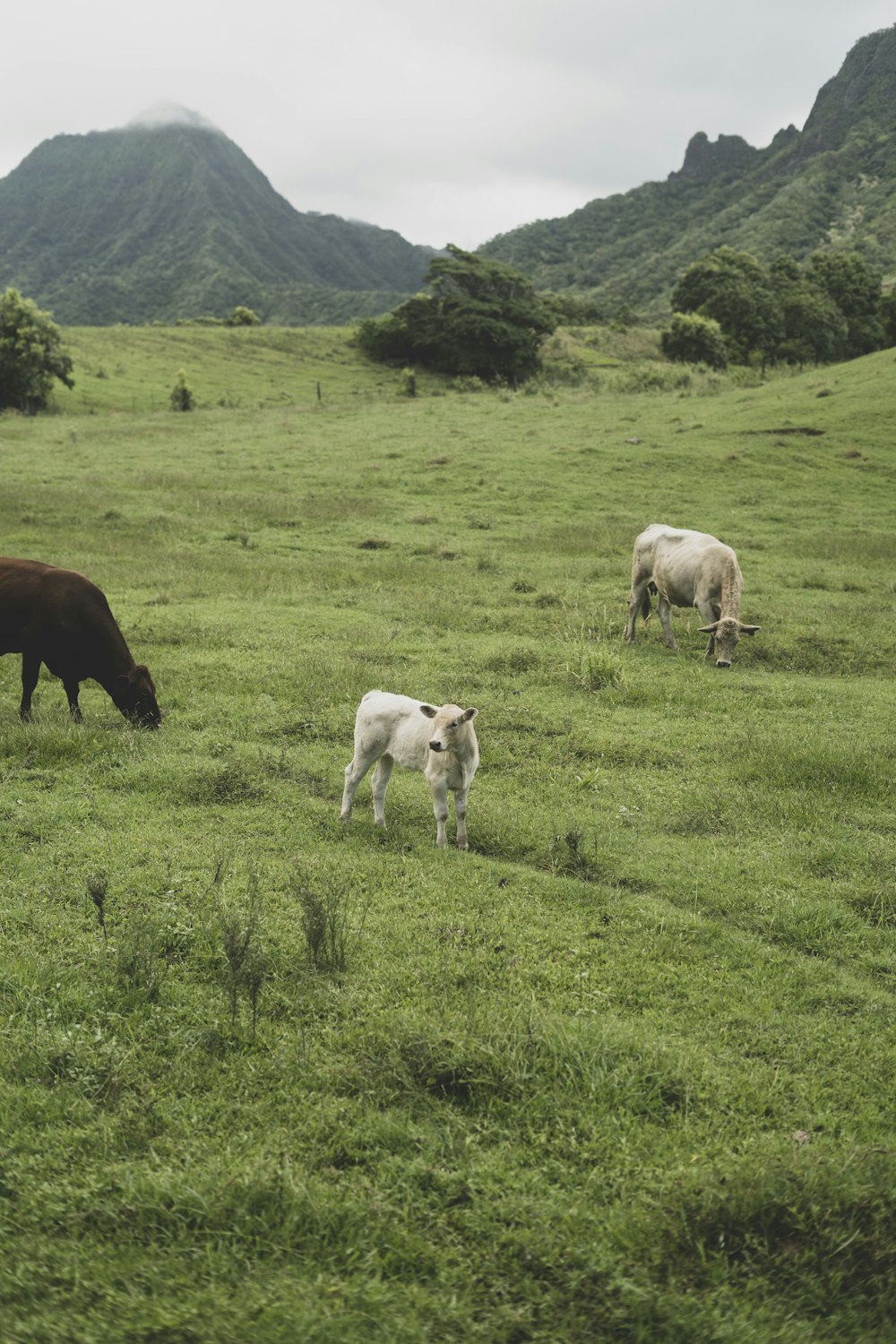 a couple of animals that are in the grass