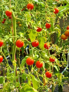Ripe red tomatoes clustered on the vine in a sunlit garden