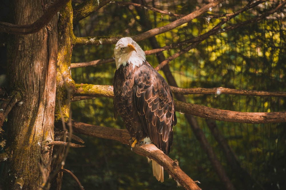a bald eagle perched on a tree branch