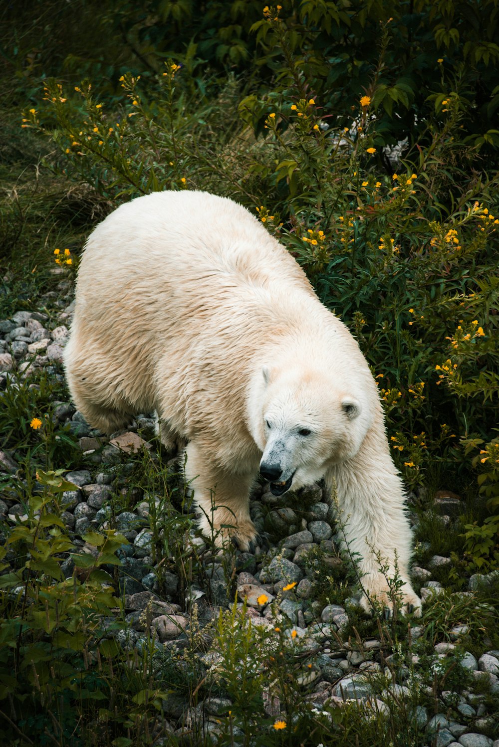 a large white polar bear standing on top of a pile of rocks