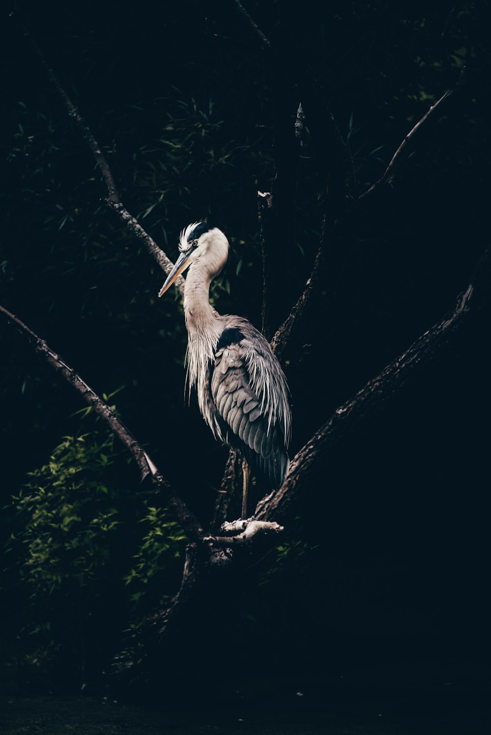 a large bird sitting on top of a tree branch